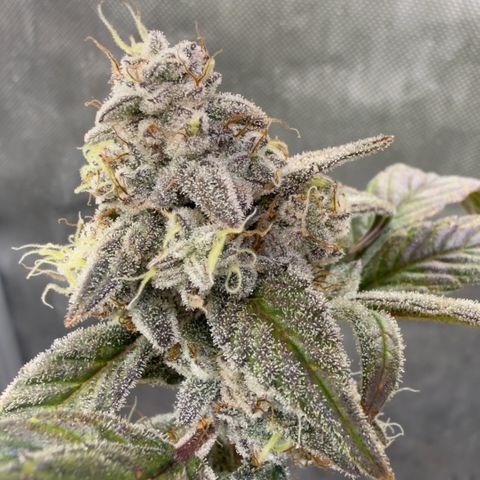 MephistO’z  growlog timeline photo