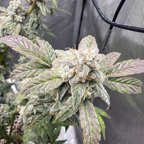 MephistO’z  growlog timeline photo