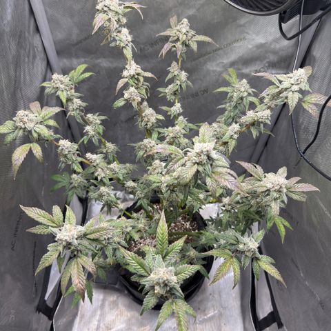 MephistO’z  growlog timeline photo