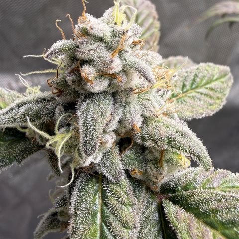 MephistO’z  growlog timeline photo