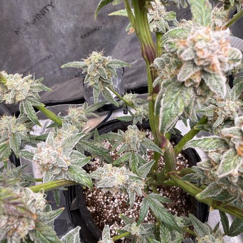 MephistO’z  growlog timeline photo