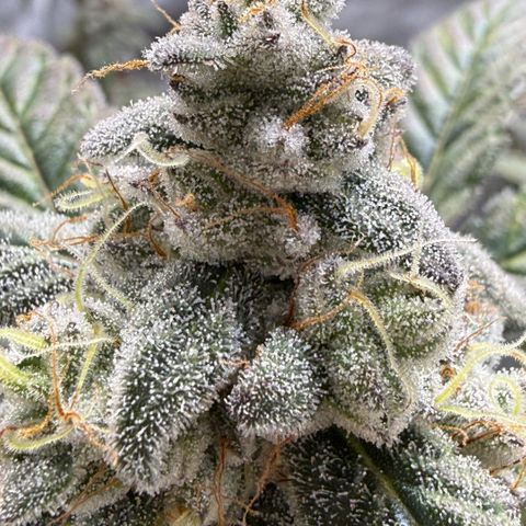 MephistO’z  growlog timeline photo