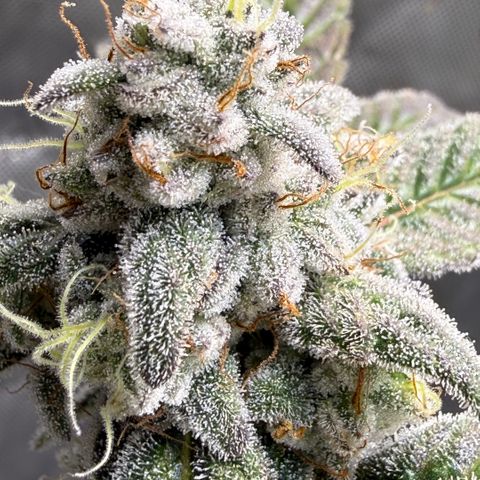 MephistO’z  growlog timeline photo