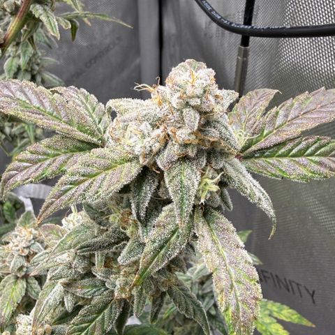 MephistO’z  growlog timeline photo