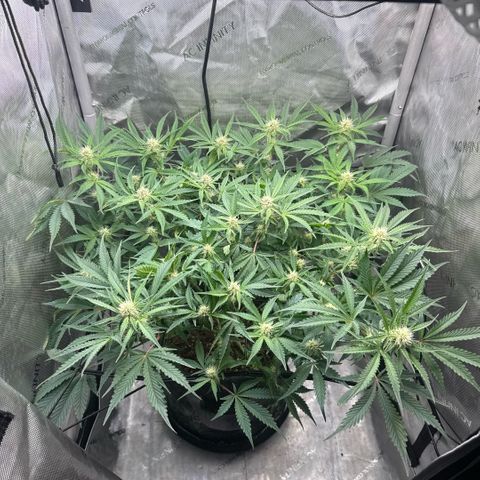 Kalimotxo Kush  growlog timeline photo