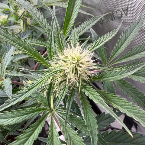 Kalimotxo Kush  growlog timeline photo