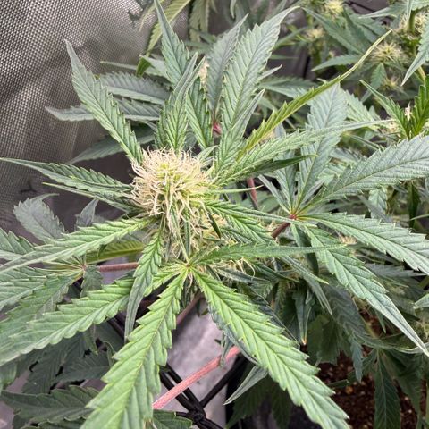 Kalimotxo Kush  growlog timeline photo