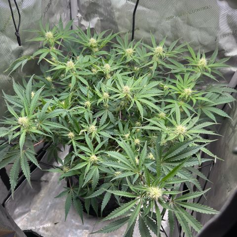 Kalimotxo Kush  growlog timeline photo