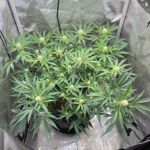 Kalimotxo Kush  growlog timeline photo