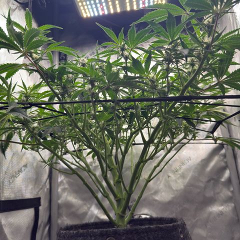 Kalimotxo Kush  growlog timeline photo