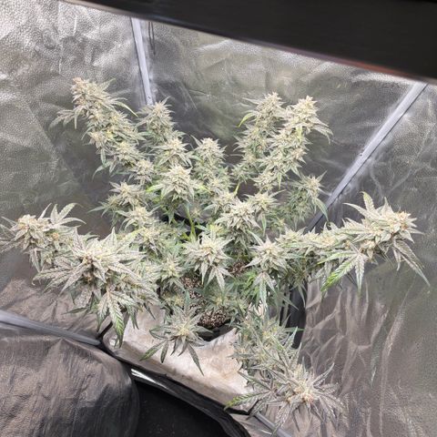 Toof Decay x Walter White  growlog timeline photo
