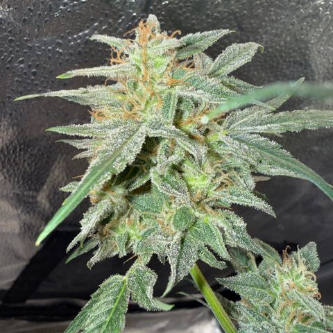 Toof Decay x Walter White  growlog timeline photo