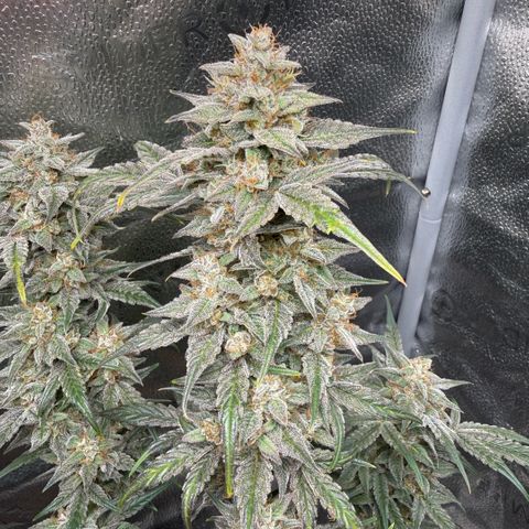 Toof Decay x Walter White  growlog timeline photo