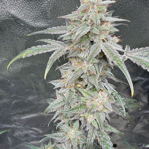 Toof Decay x Walter White  growlog timeline photo