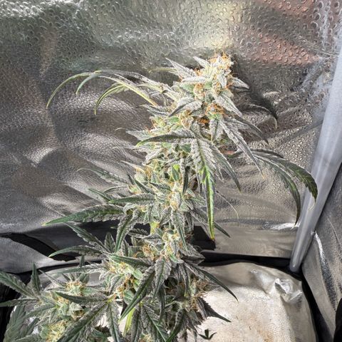 Toof Decay x Walter White  growlog timeline photo