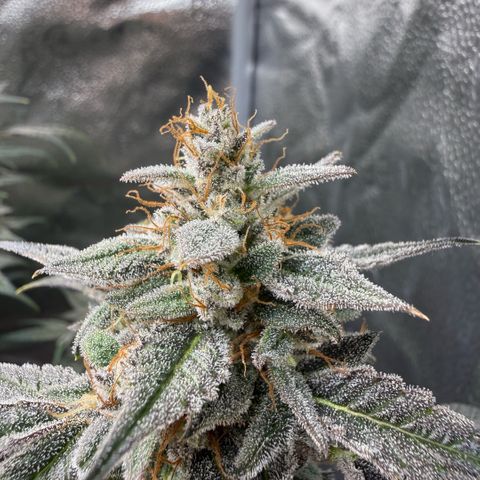 Toof Decay x Walter White  growlog timeline photo