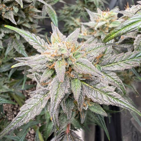 Toof Decay x Walter White  growlog timeline photo