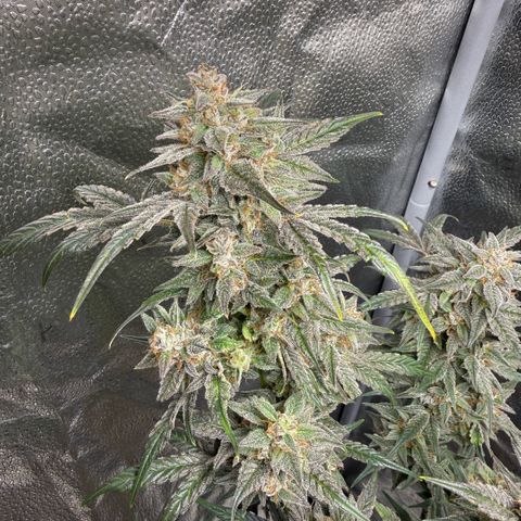 Toof Decay x Walter White  growlog timeline photo