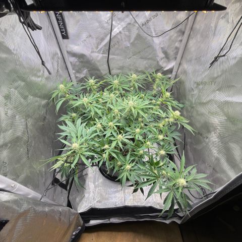 Kalimotxo Kush  growlog timeline photo