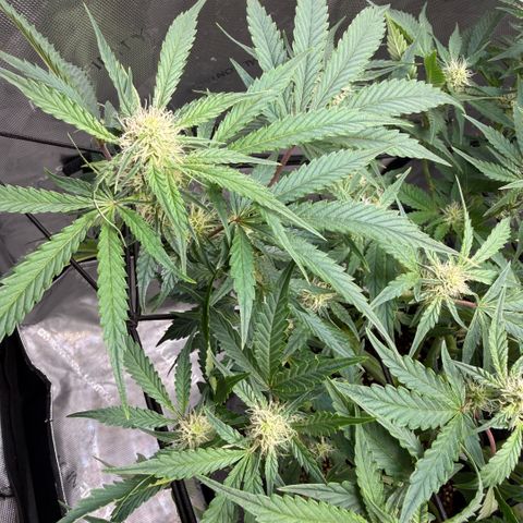 Kalimotxo Kush  growlog timeline photo
