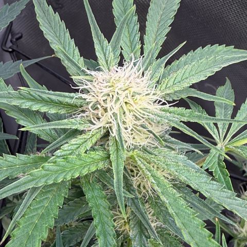 Kalimotxo Kush  growlog timeline photo