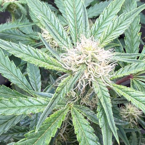 Kalimotxo Kush  growlog timeline photo