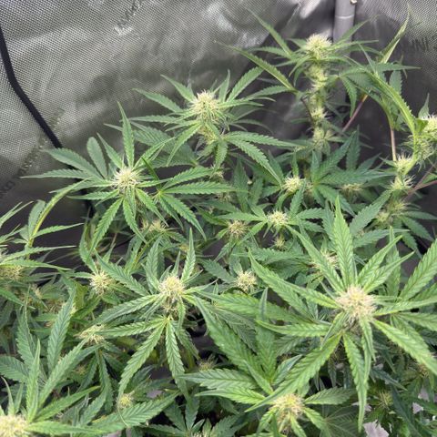 Kalimotxo Kush  growlog timeline photo