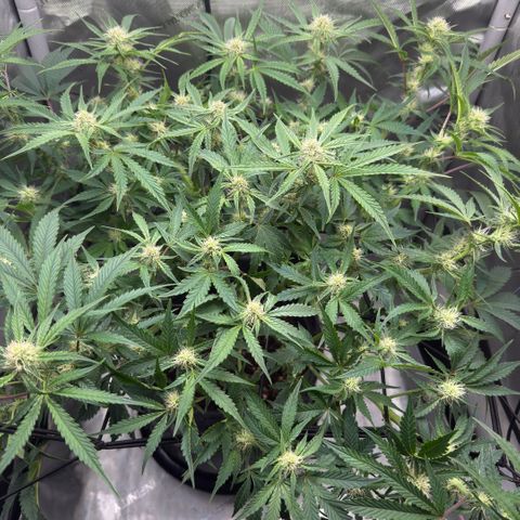 Kalimotxo Kush  growlog timeline photo