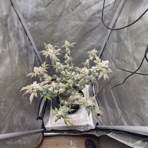 MephistO’z  growlog timeline photo