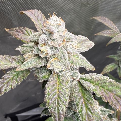 MephistO’z  growlog timeline photo