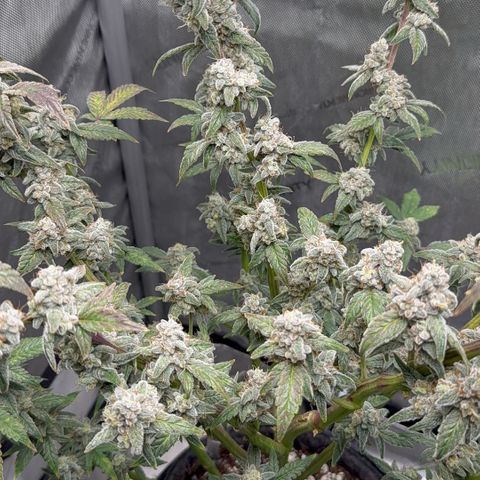 MephistO’z  growlog timeline photo