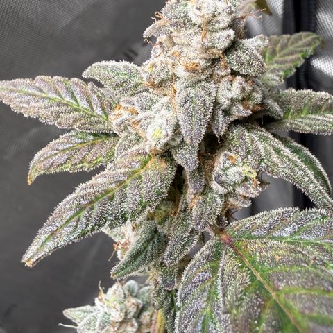 MephistO’z  growlog timeline photo