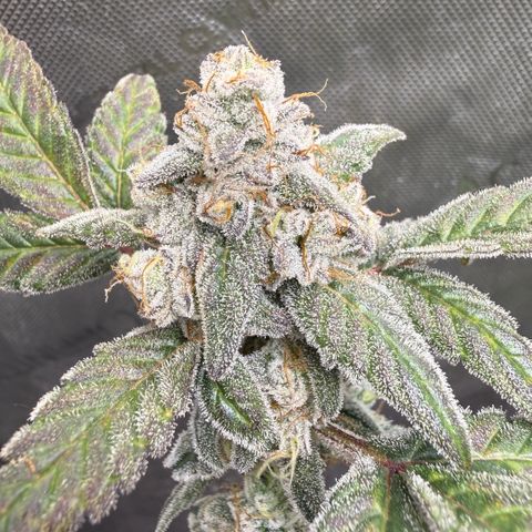MephistO’z  growlog timeline photo