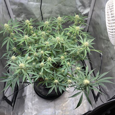 Kalimotxo Kush  growlog timeline photo
