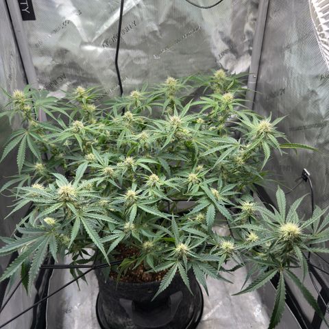 Kalimotxo Kush  growlog timeline photo