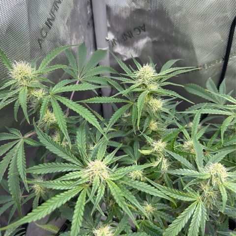 Kalimotxo Kush  growlog timeline photo