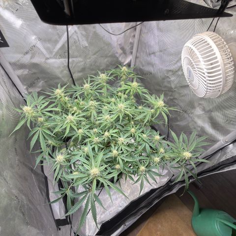 Kalimotxo Kush  growlog timeline photo