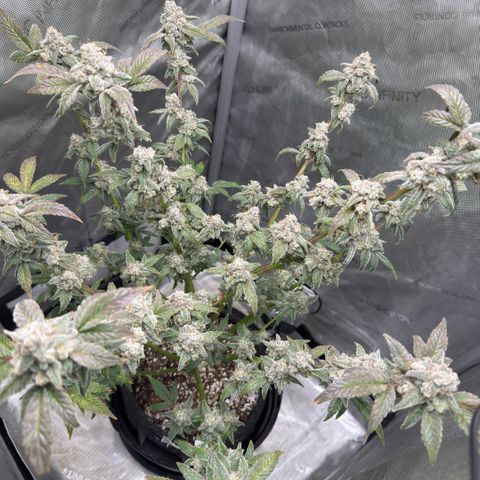 MephistO’z  growlog timeline photo