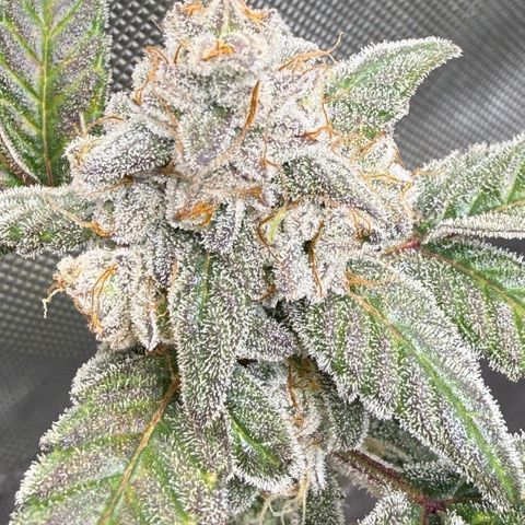 MephistO’z  growlog timeline photo