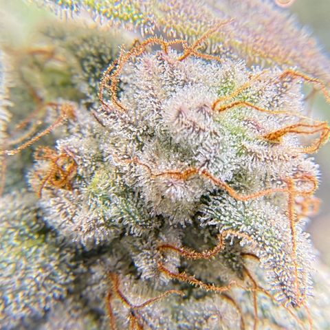 MephistO’z  growlog timeline photo