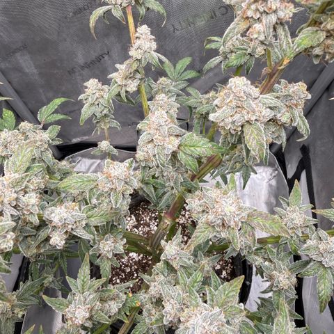 MephistO’z  growlog timeline photo