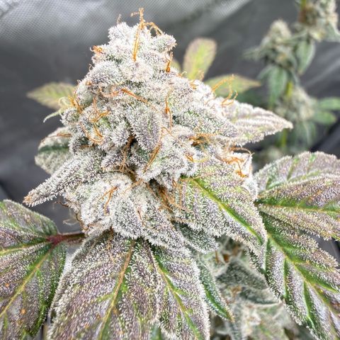 MephistO’z  growlog timeline photo