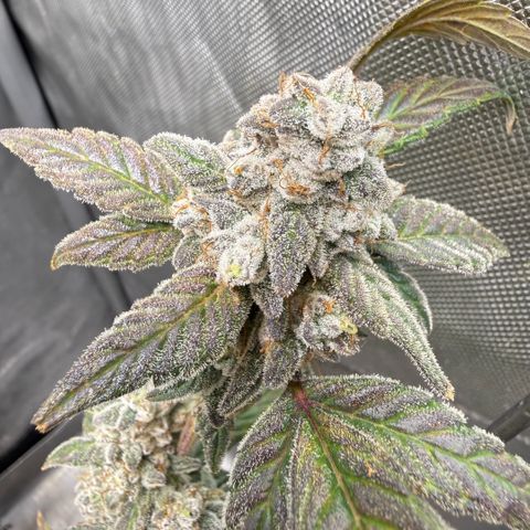 MephistO’z  growlog timeline photo