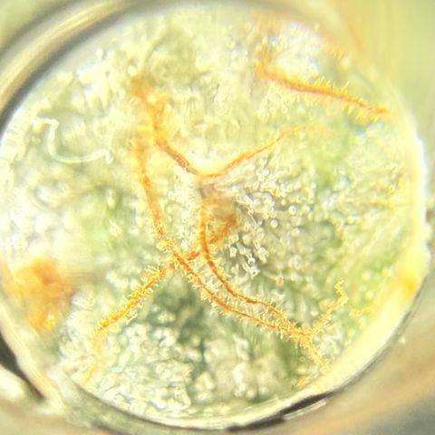 MephistO’z  growlog timeline photo