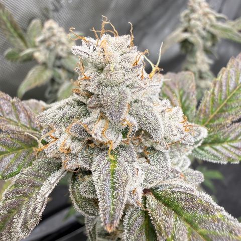 MephistO’z  growlog timeline photo