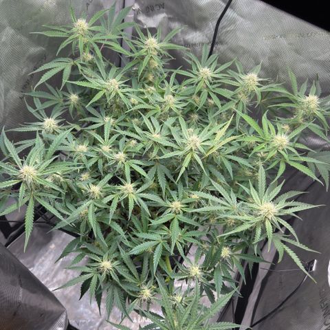 Kalimotxo Kush  growlog timeline photo