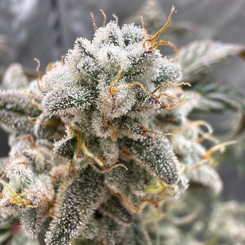 MephistO’z  growlog timeline photo