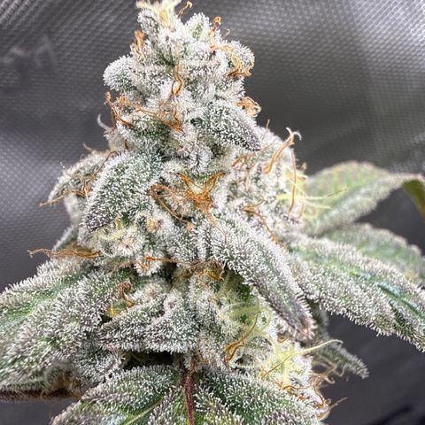 MephistO’z  growlog timeline photo