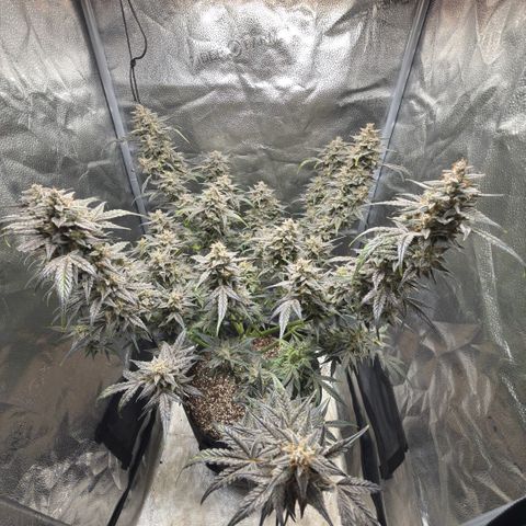 Toof Decay x Walter White  growlog timeline photo