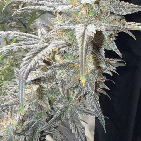 Toof Decay x Walter White  growlog timeline photo